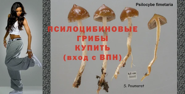 ГАЛЛЮЦИНОГЕННЫЕ ГРИБЫ Балахна